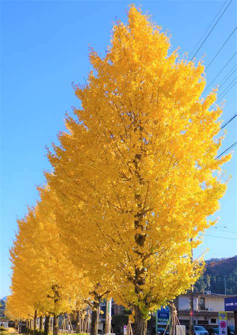 銀杏 樹